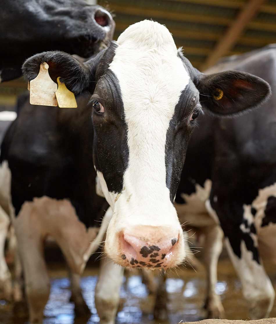 Ein sauberes Wohnzimmer für deine Kühe – 24 Stunden am Tag